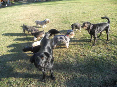 Group Play