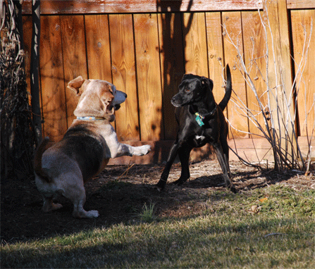 Buddy and Gracie square off!