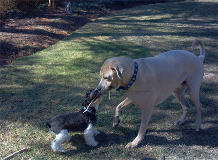 Tux and Luke in a game of tug-of-war