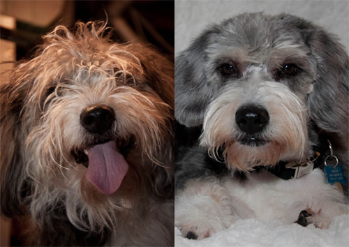 Timmy 12/27/11 Before & After